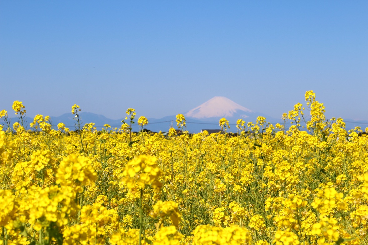 横須賀 長井海の手公園ソレイユの丘 にて10万本の花畑と富士山の眺望を楽しむ 菜の花まつり 開催 Moshi Moshi Nippon もしもしにっぽん