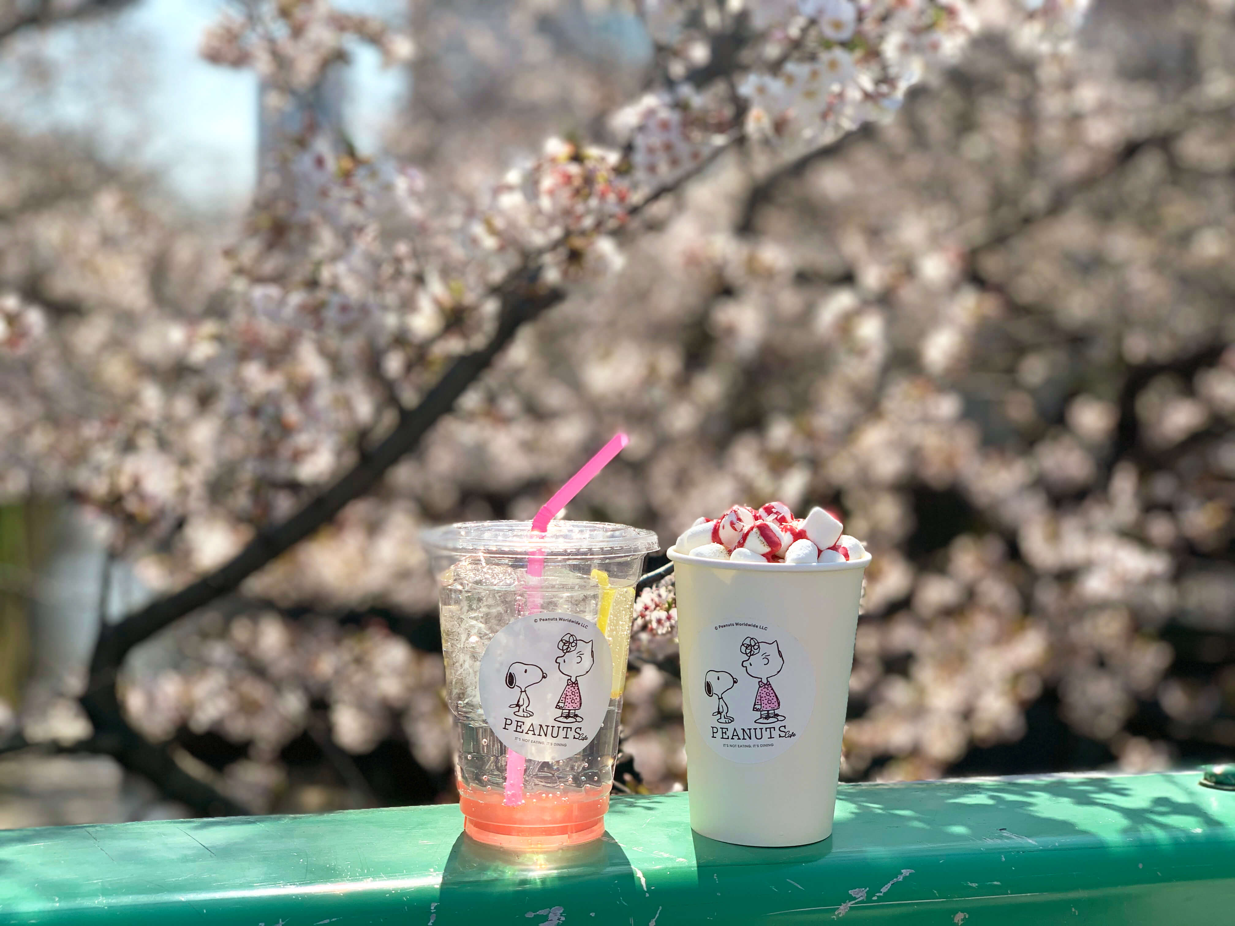Cherry Blossoms! - Eat, Drink