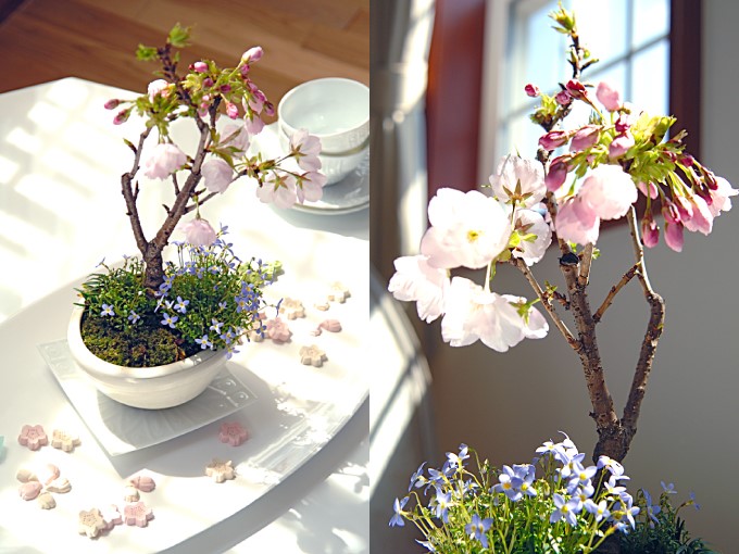 春の訪れを感じる「江戸 桜まつり」を日本橋三越本店で開催 | MOSHI MOSHI NIPPON | もしもしにっぽん