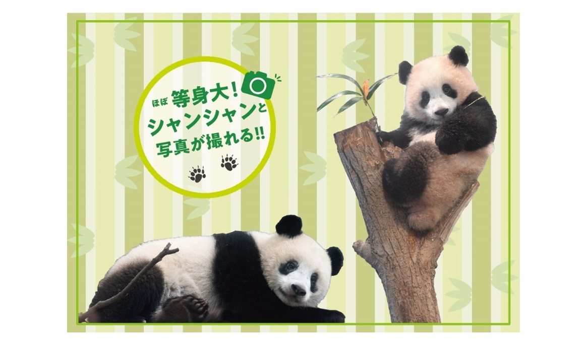 上野動物園シャンシャン2