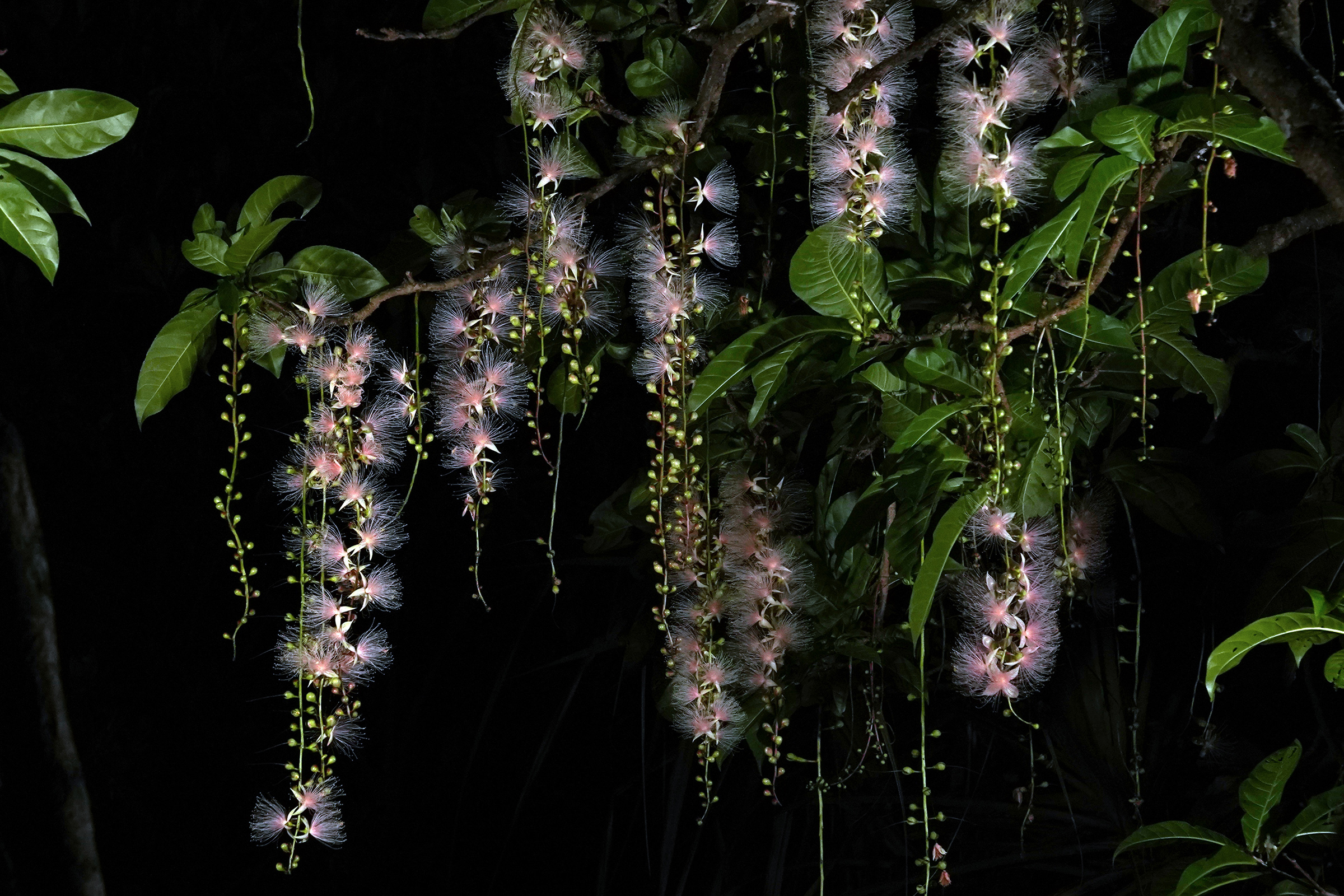 中川大志と巡る、星と幻の花を探す旅 『Night Flower ～星ふる島の一夜花～』 2