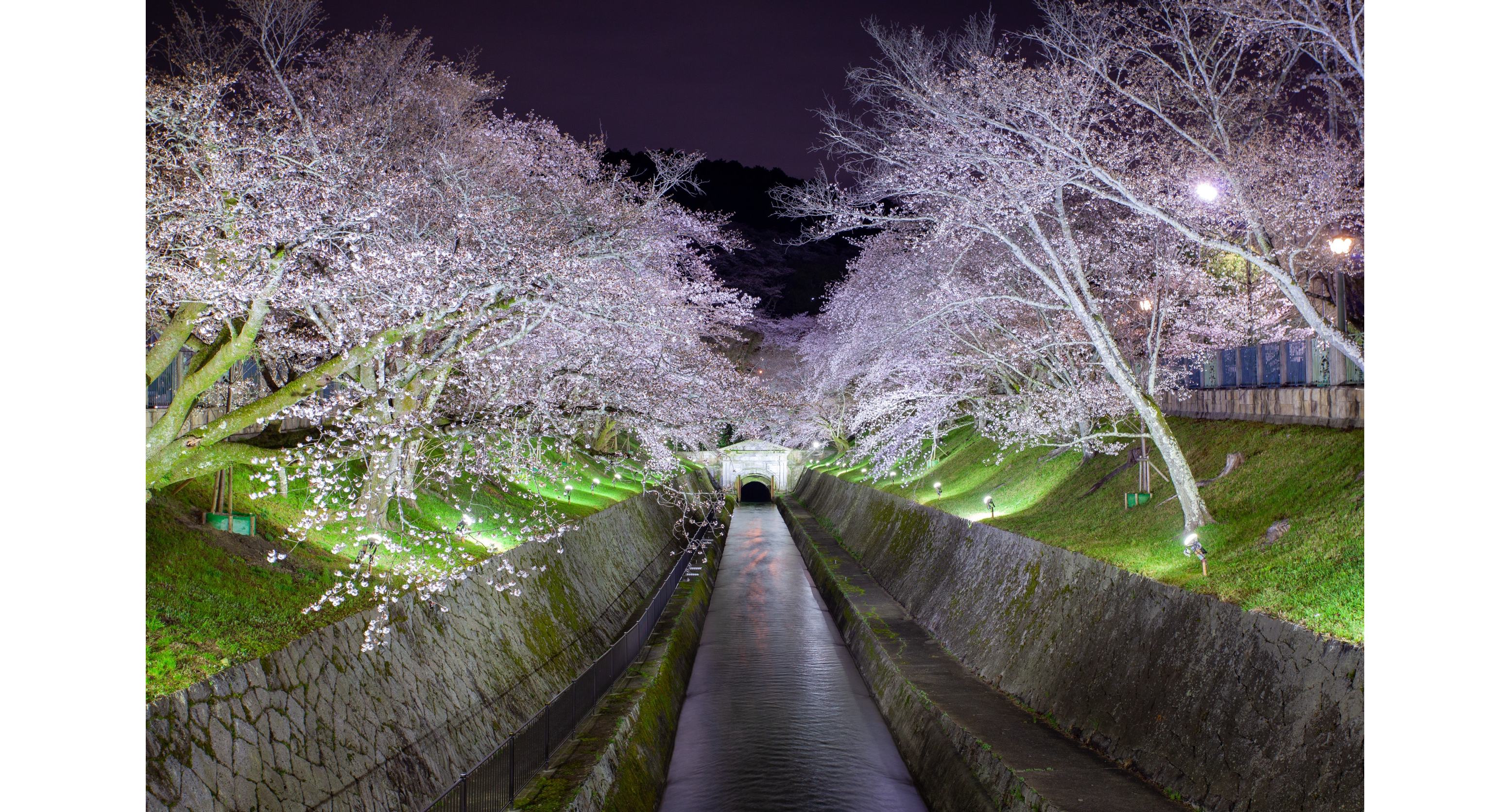 びわ湖大津春のライトアップ　桜の琵琶湖疏水1
