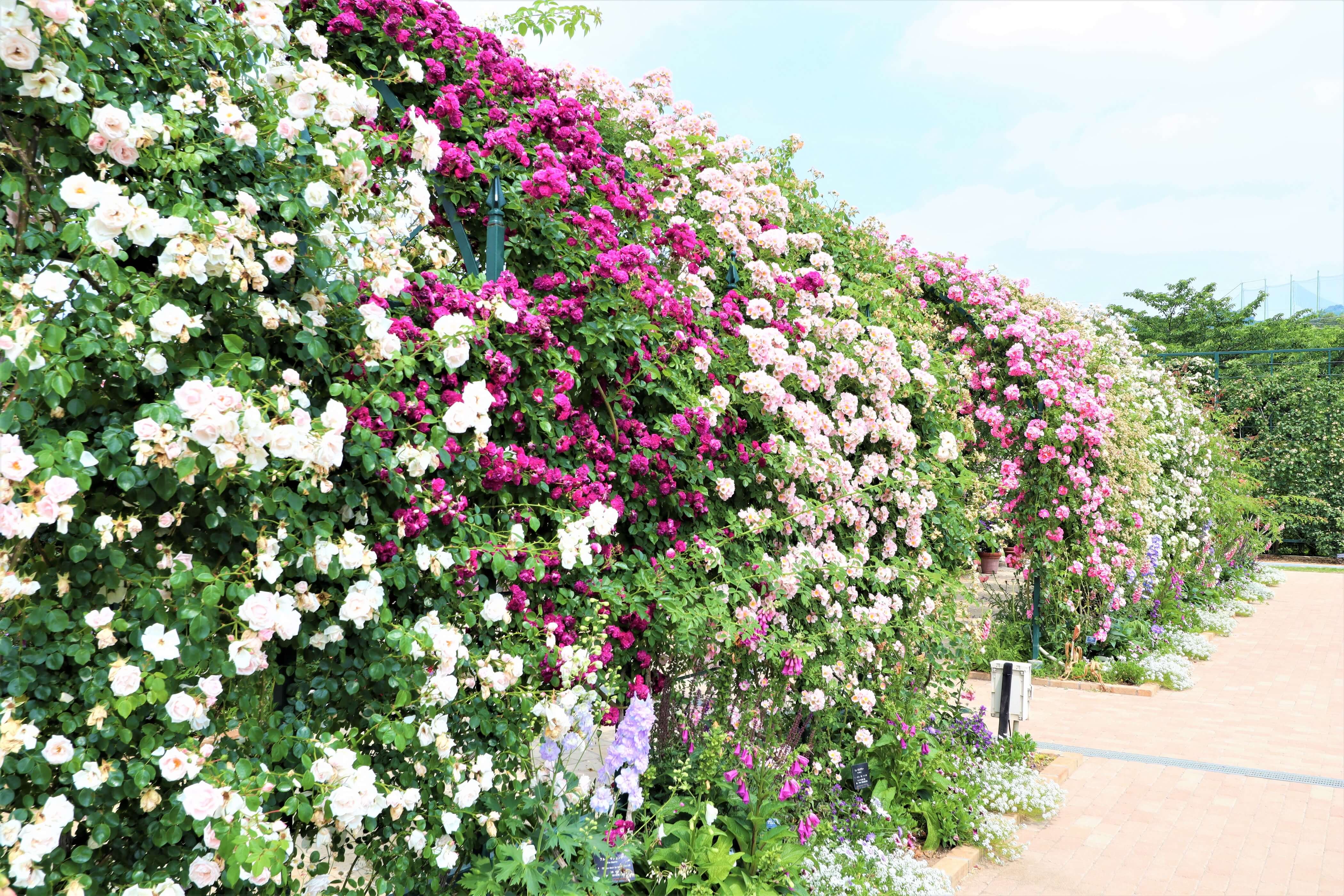 あしかがフラワーパーク「Rose Garden～春のバラまつり～」3
