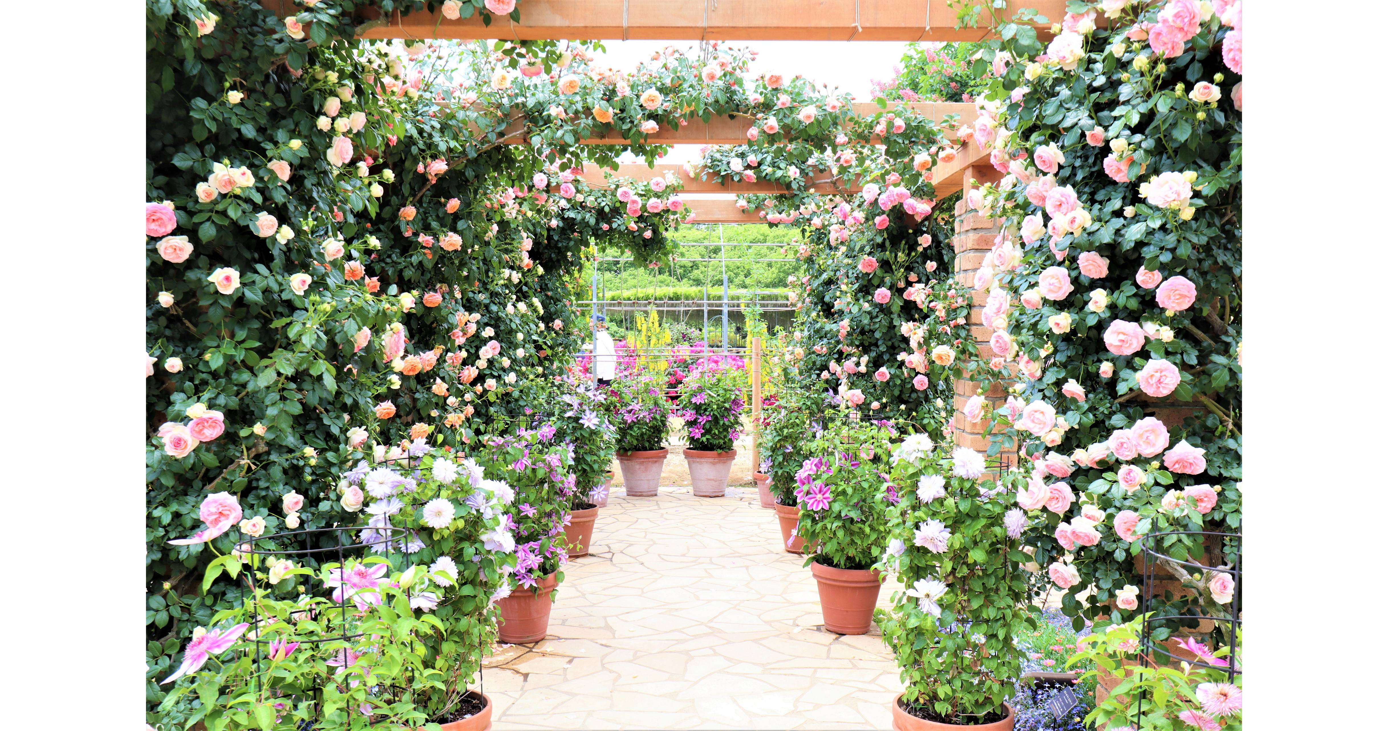 あしかがフラワーパーク「Rose Garden～春のバラまつり～」1