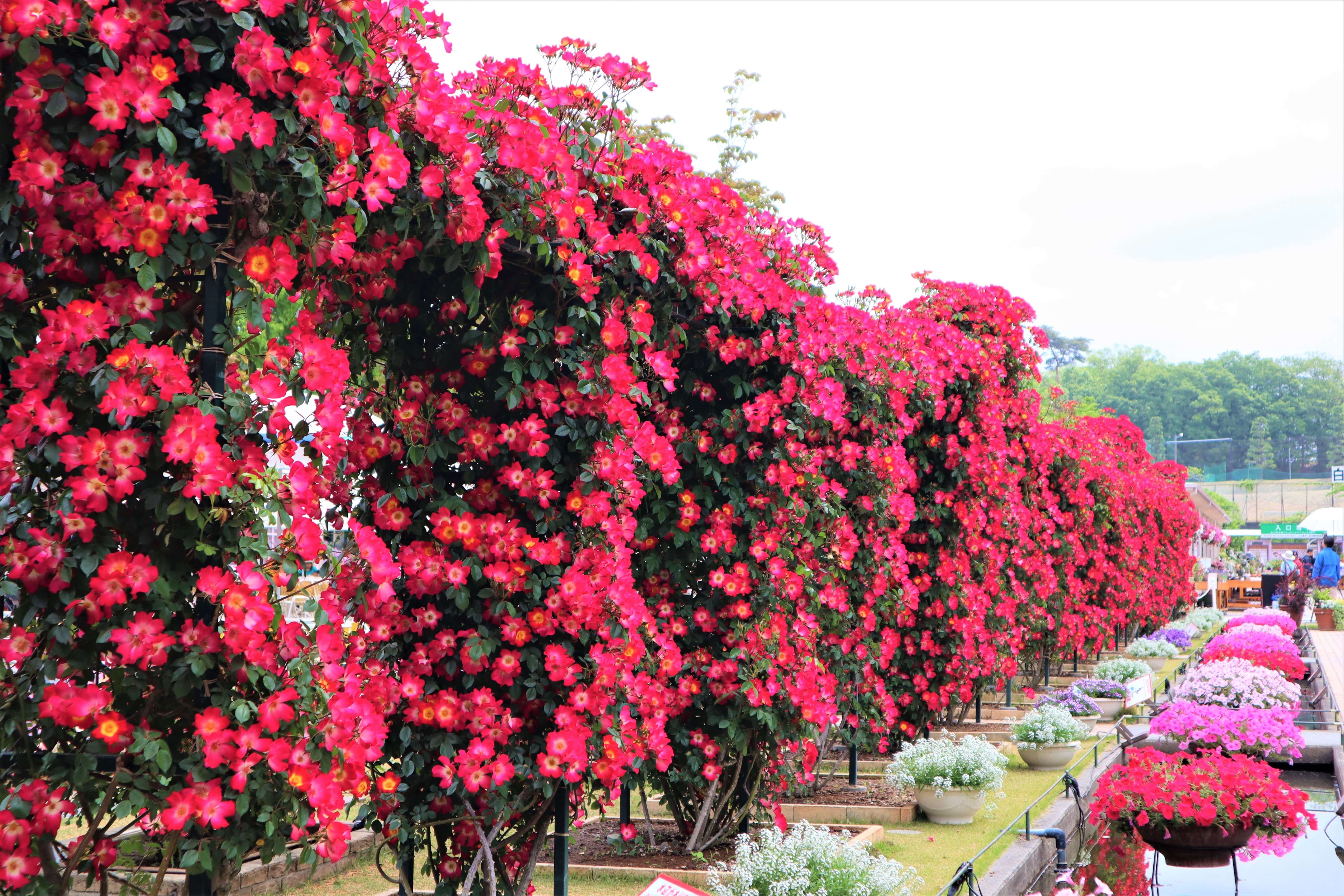 あしかがフラワーパーク「Rose Garden～春のバラまつり～」8