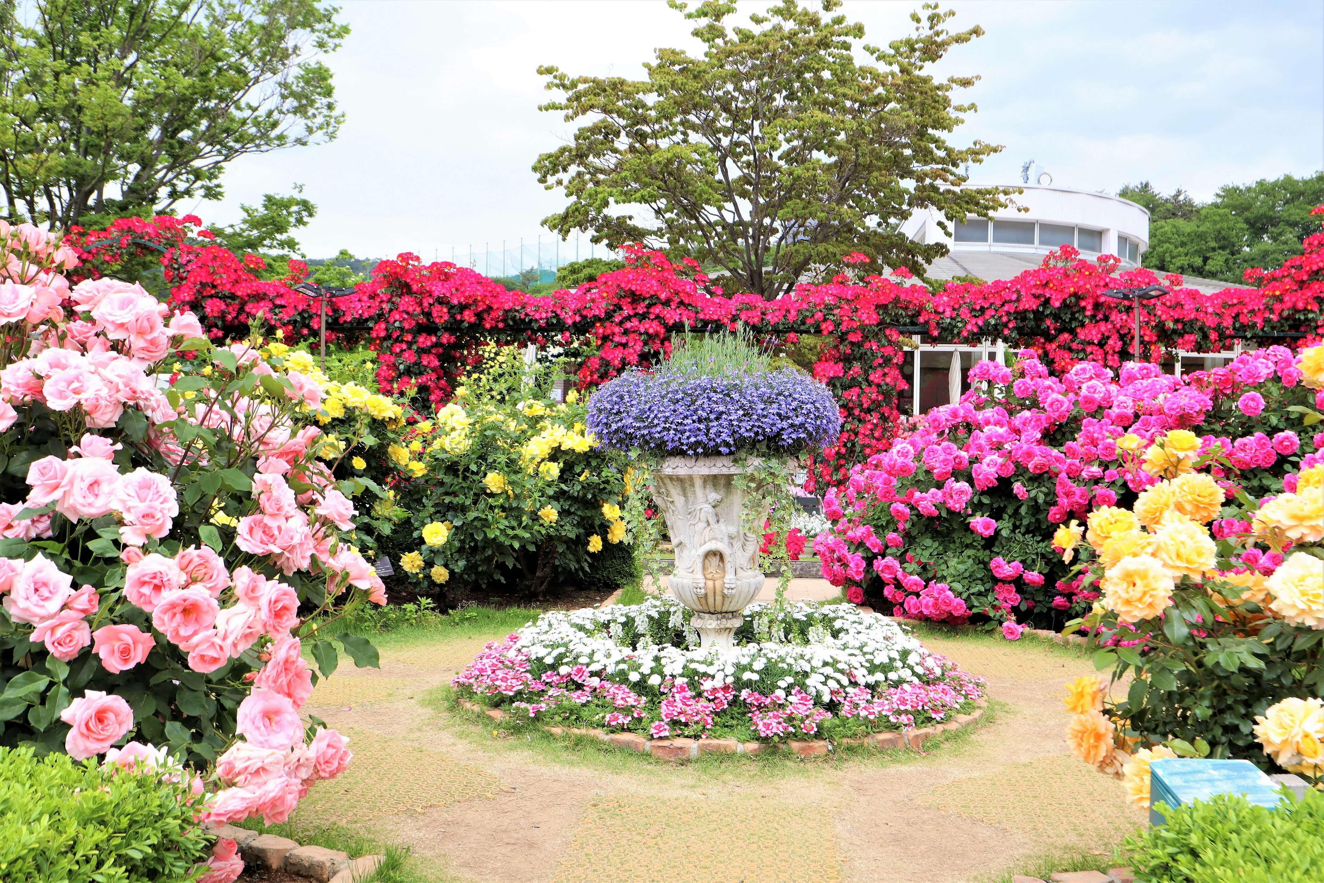あしかがフラワーパーク「Rose Garden～春のバラまつり～」2