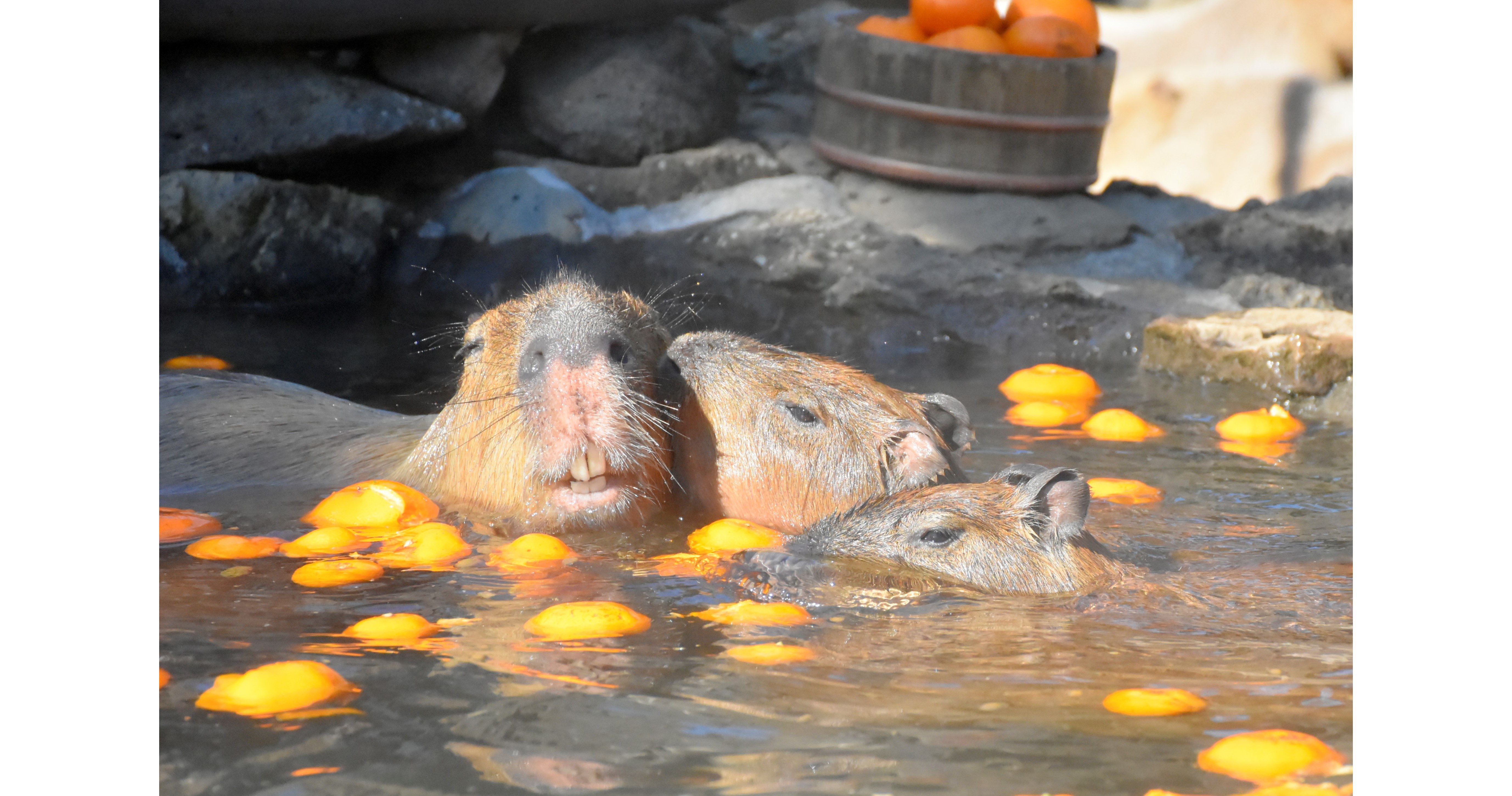 Daieny Schuttz on X:  Durante o inverno, zoológicos  do Japão oferecem para elas um banho quentinho com frutas yuzu #daieny  #daienyschuttz #cute #kawaii #chibi #fofo #vector #vetor #animal #furry  #design #character #